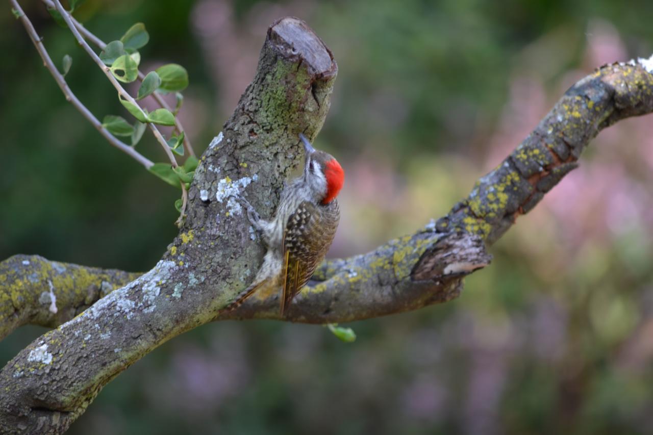 Lydall Wild Tranquil Garden Suites Johannesburg Eksteriør bilde