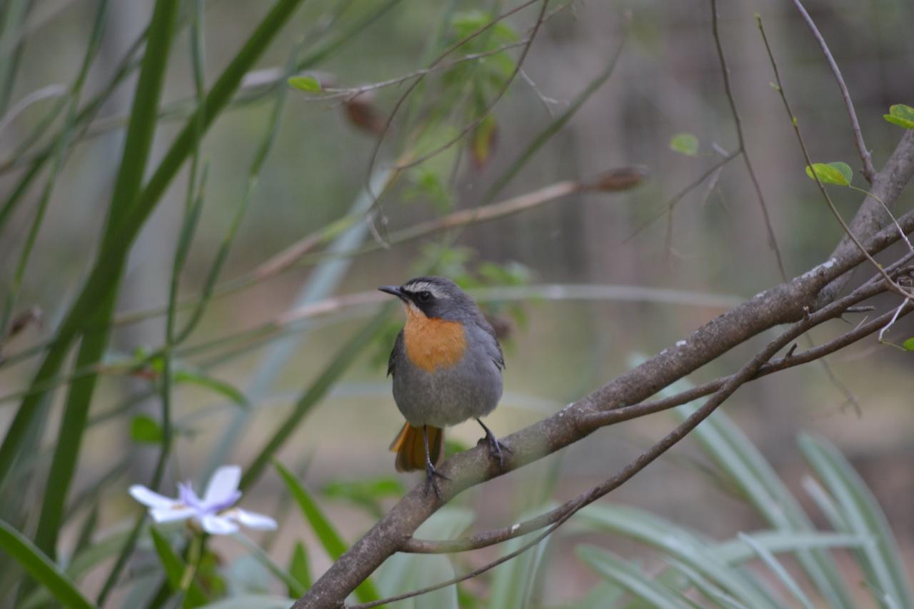 Lydall Wild Tranquil Garden Suites Johannesburg Eksteriør bilde